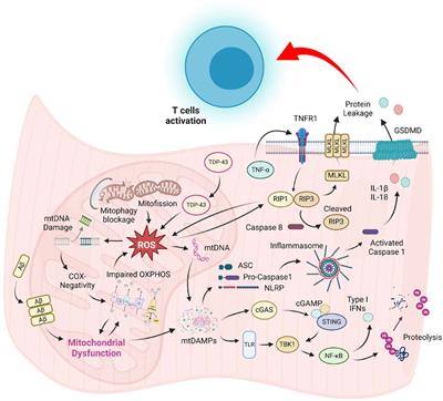 Mitochondrial defects in sporadic inclusion body myositis—causes and consequences